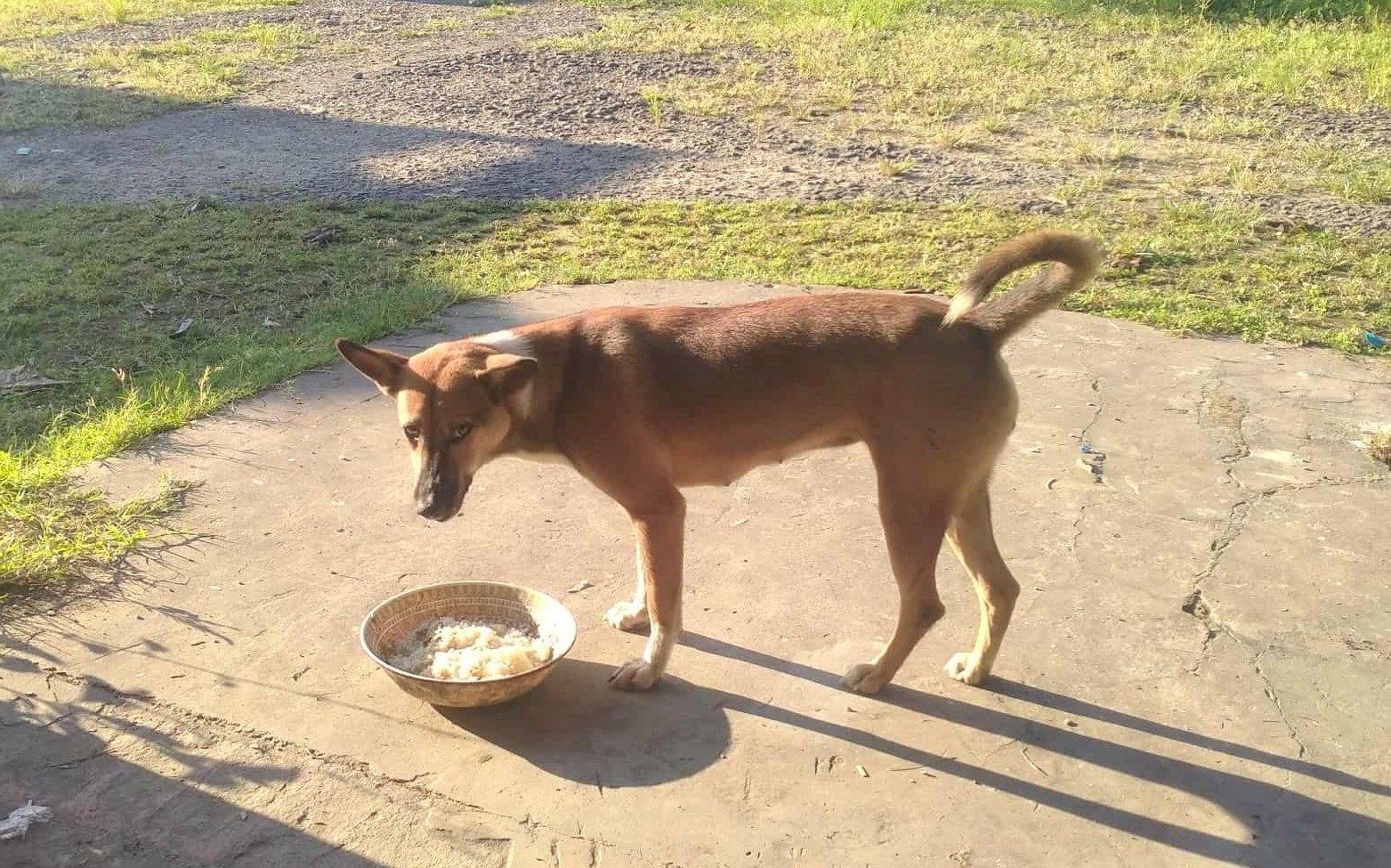 草に埋もれたわが家の前で：ミャンマー・ラカイン州