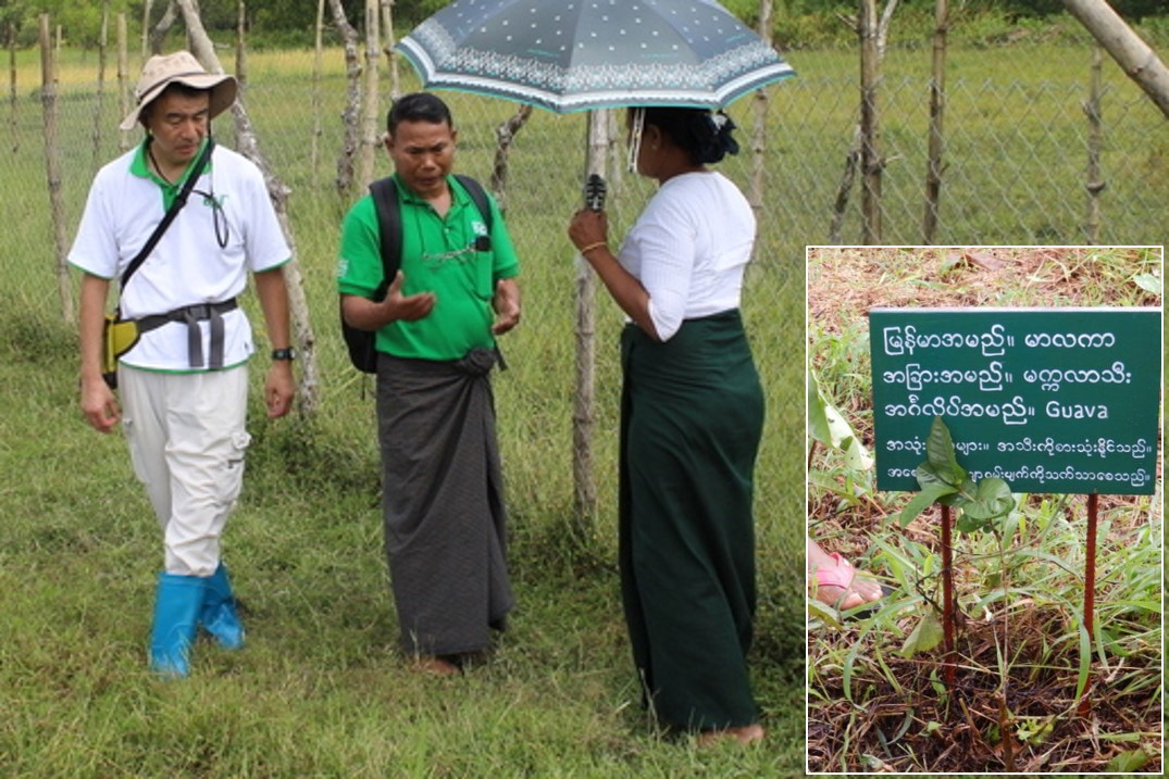 小学校に教材樹木を植えるための調査：ミャンマー